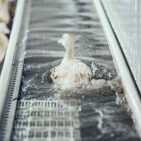 Canards dans bassin de nage